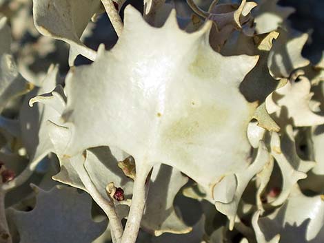 Desert-holly Saltbush (Atriplex hymenelytra)