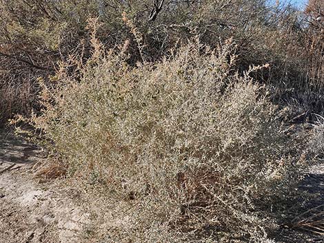 Quailbush (Atriplex lentiformis)