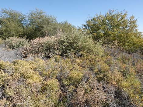 Quailbush (Atriplex lentiformis)