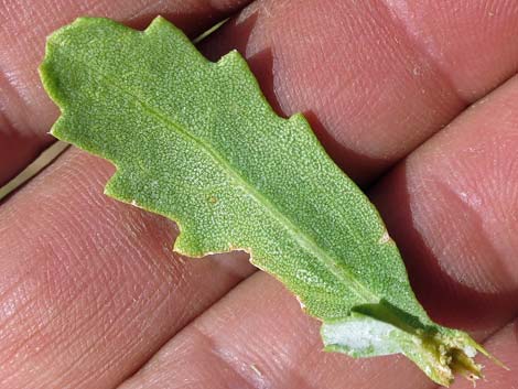 Emory Baccharis (Baccharis emoryi)