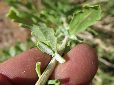 Emory Baccharis (Baccharis emoryi)