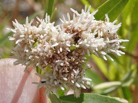 Seep Willow (Baccharis salicifolia)