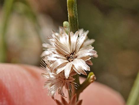 Broom Baccharis (Baccharis sarothroides