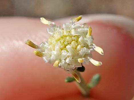 Broom Baccharis (Baccharis sarothroides