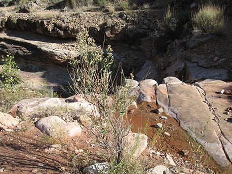 Desert Baccharis (Baccharis sergiloides)