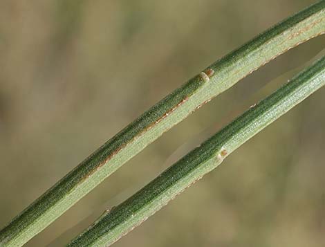 Desert Baccharis (Baccharis sergiloides)