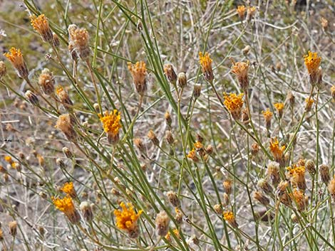 Sweetbush (Bebbia juncea)