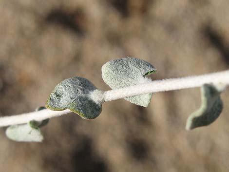 Woolly Brickellbush (Brickellia incana)