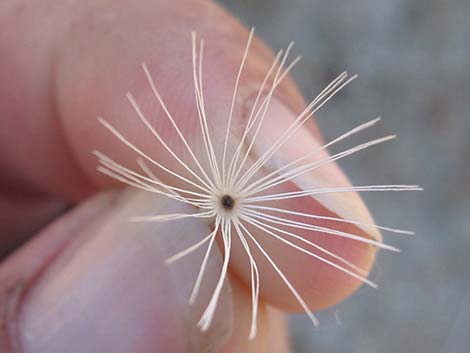 Woolly Brickellbush (Brickellia incana)