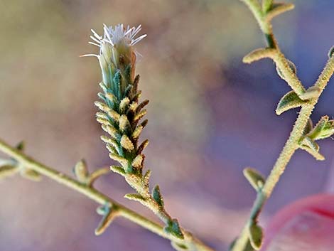 Littleleaf Brickellbush (Brickellia microphylla)