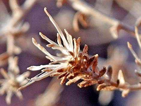 Littleleaf Brickellbush (Brickellia microphylla)