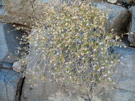 Pungent Brickellbush (Brickellia arguta)