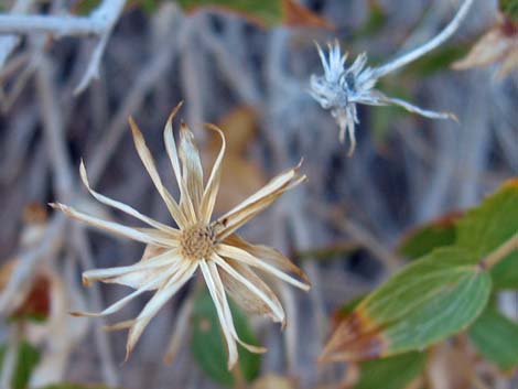 Pungent Brickellbush (Brickellia arguta)