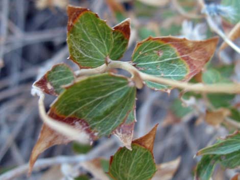 Pungent Brickellbush (Brickellia arguta)