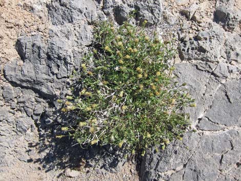 Pungent Brickellbush (Brickellia arguta)