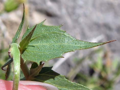 Pungent Brickellbush (Brickellia arguta)