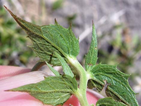 Pungent Brickellbush (Brickellia arguta)