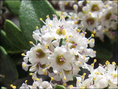 Mojave Ceanothus (Ceanothus greggii var. vestitus)