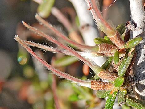 Littleleaf Mountain Mahogany (Cercocarpus intricatus)