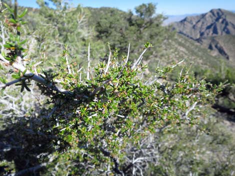 Littleleaf Mountain Mahogany (Cercocarpus intricatus)