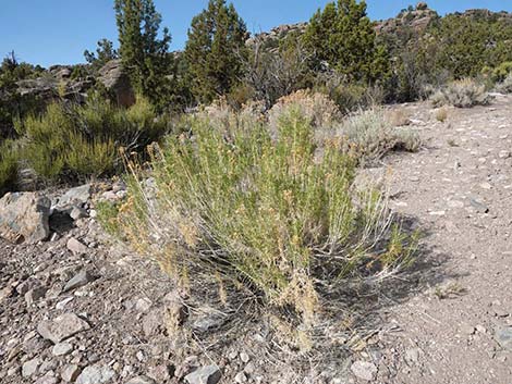 Yellow Rabbitbrush (Chrysothamnus viscidiflorus)