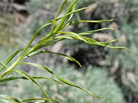 Yellow Rabbitbrush (Chrysothamnus viscidiflorus)