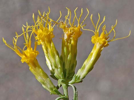 Yellow Rabbitbrush (Chrysothamnus viscidiflorus)