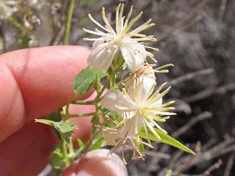 Western White Clematis (Clematis ligusticifolia)