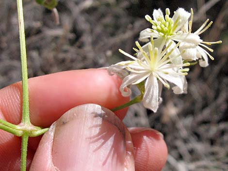 Western White Clematis (Clematis ligusticifolia)