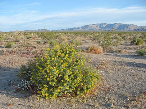 Bladderpod Spiderflower (Cleome isomeris)