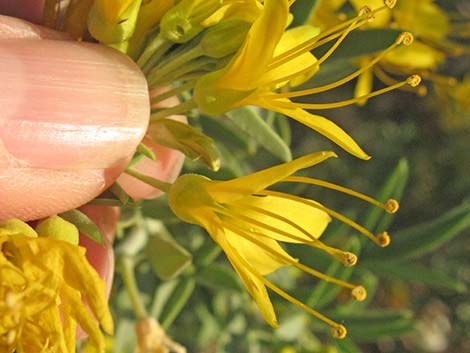 Bladderpod Spiderflower (Cleome isomeris)