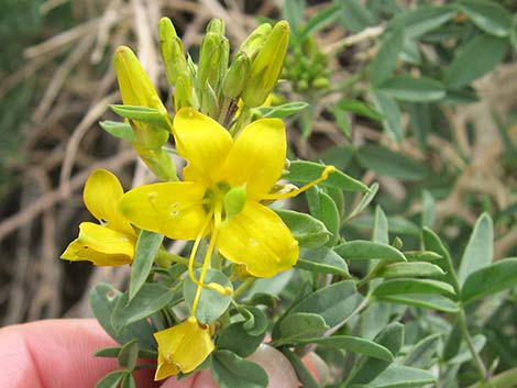 Bladderpod Spiderflower (Cleome isomeris)