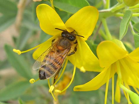 Bladderpod Spiderflower (Cleome isomeris)