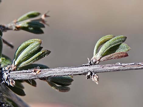 Blackbrush (Coleogyne ramosissima)