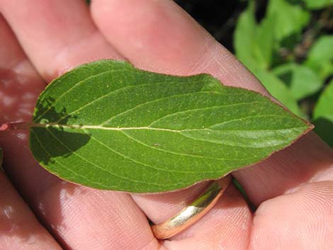 Redosier Dogwood (Cornus sericea ssp. sericea)