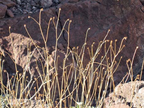 Goldenhills [Brittlebush] (Encelia farinosa)