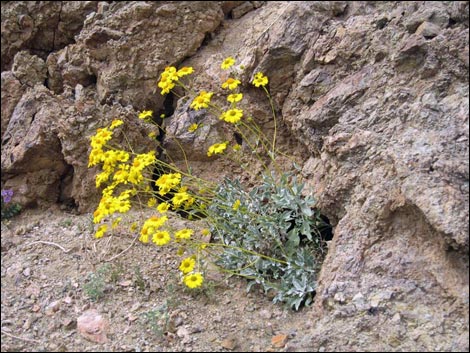 Goldenhills [Brittlebush] (Encelia farinosa)