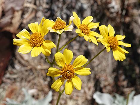 Goldenhills [Brittlebush] (Encelia farinosa)