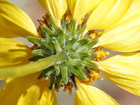 Goldenhills [Brittlebush] (Encelia farinosa)