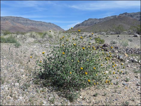 Button Brittlebush (Encelia frutescens)