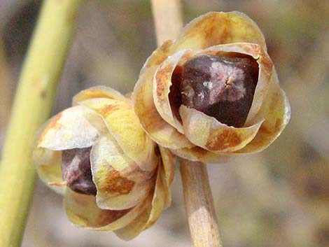 California Jointfir (Ephedra californica)