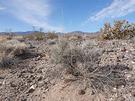 California Jointfir (Ephedra californica)