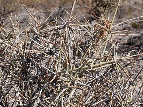 California Jointfir (Ephedra californica)