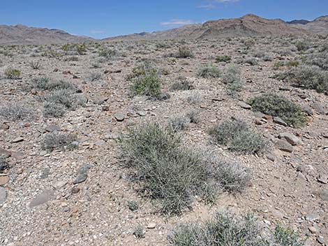 Death Valley Jointfir (Ephedra funerea)