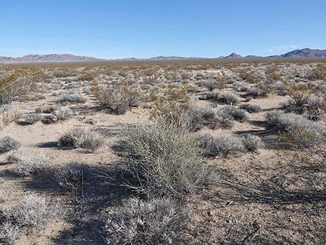 Nevada Jointfir (Ephedra nevadensis)