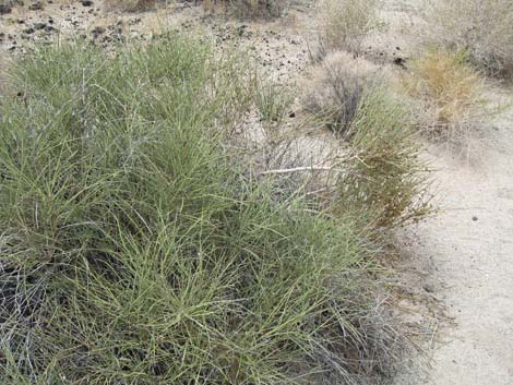 Ephedra aspera (Rough Jointfir)