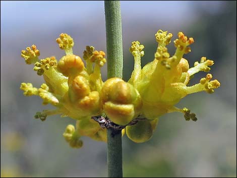 Mormon Tea (Ephedra viridis)