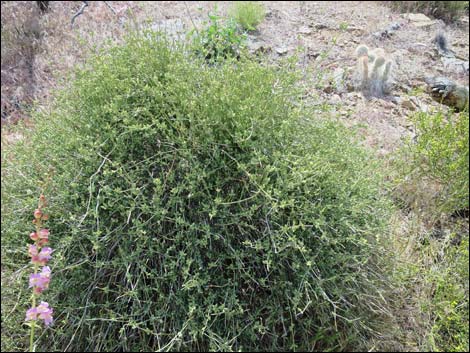 Mormon Tea (Ephedra viridis)