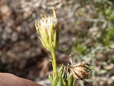 Turpentine Bush (Ericameria laricifolia)