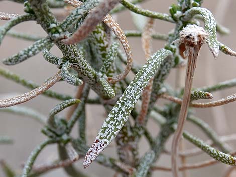 Turpentine Bush (Ericameria laricifolia)